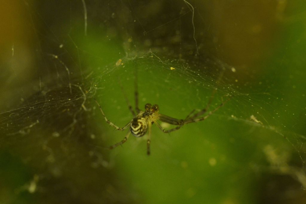Linyphiidae